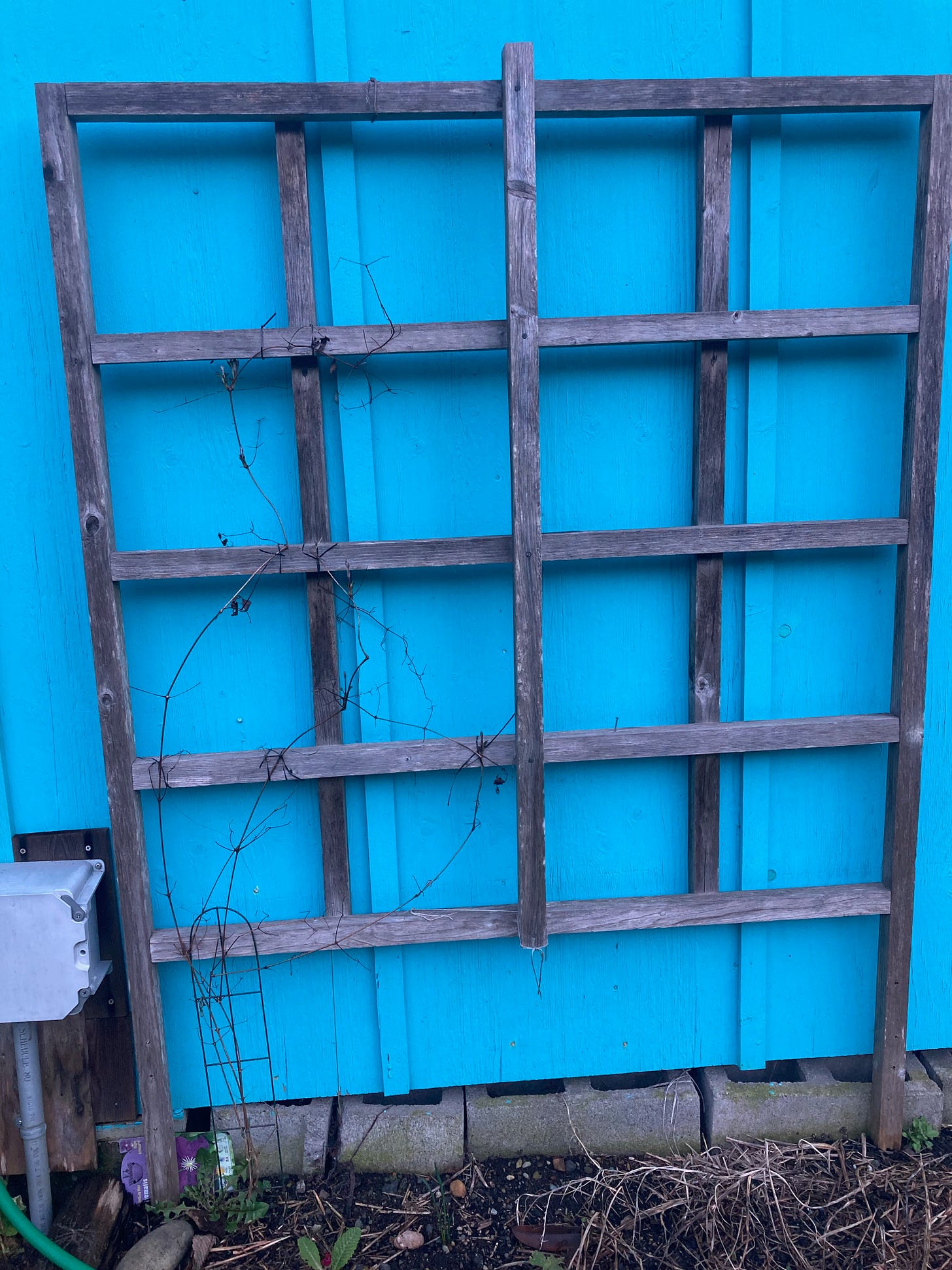 A wooden trellis in front of a bright blue shed wall. Nothing is growing on it.