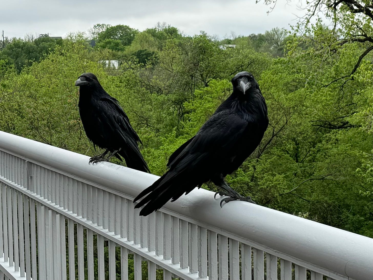 Ravens on a railing