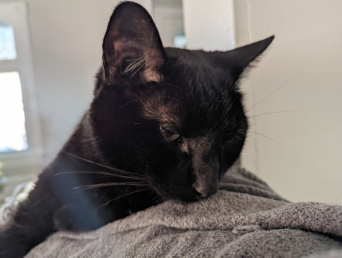 A black cat, eyes downcast, lies on a gray blanket.