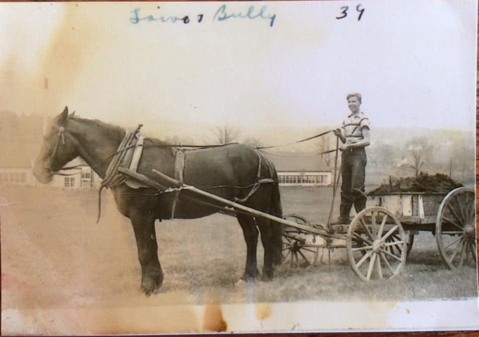 Man spreading manure on a horse drawn cart
