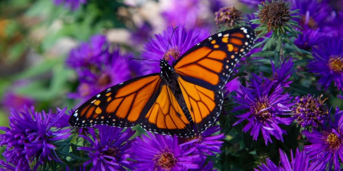 Monarch Butterflies | Indiana Dunes