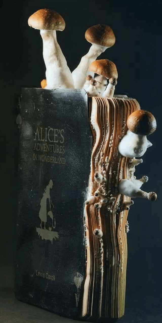 r/woahdude - A photo of an old copy of Alice in wonderland. Due to water damage, Magic mushrooms spores have grown on it. Photo by Igor Siwanowicz