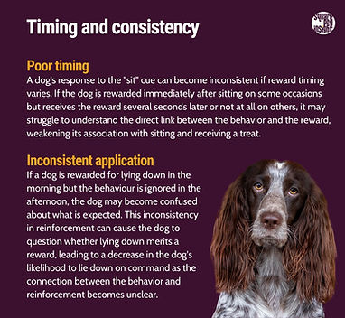 Examples of timing and consistency in dog context