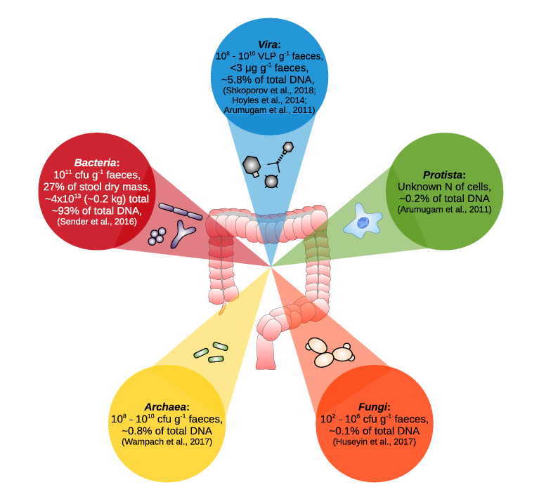 Main Taxonomic Groups of the Human Gut Microbiome