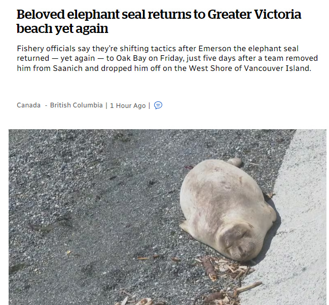 Beloved elephant seal returns to Greater Victoria beach yet again