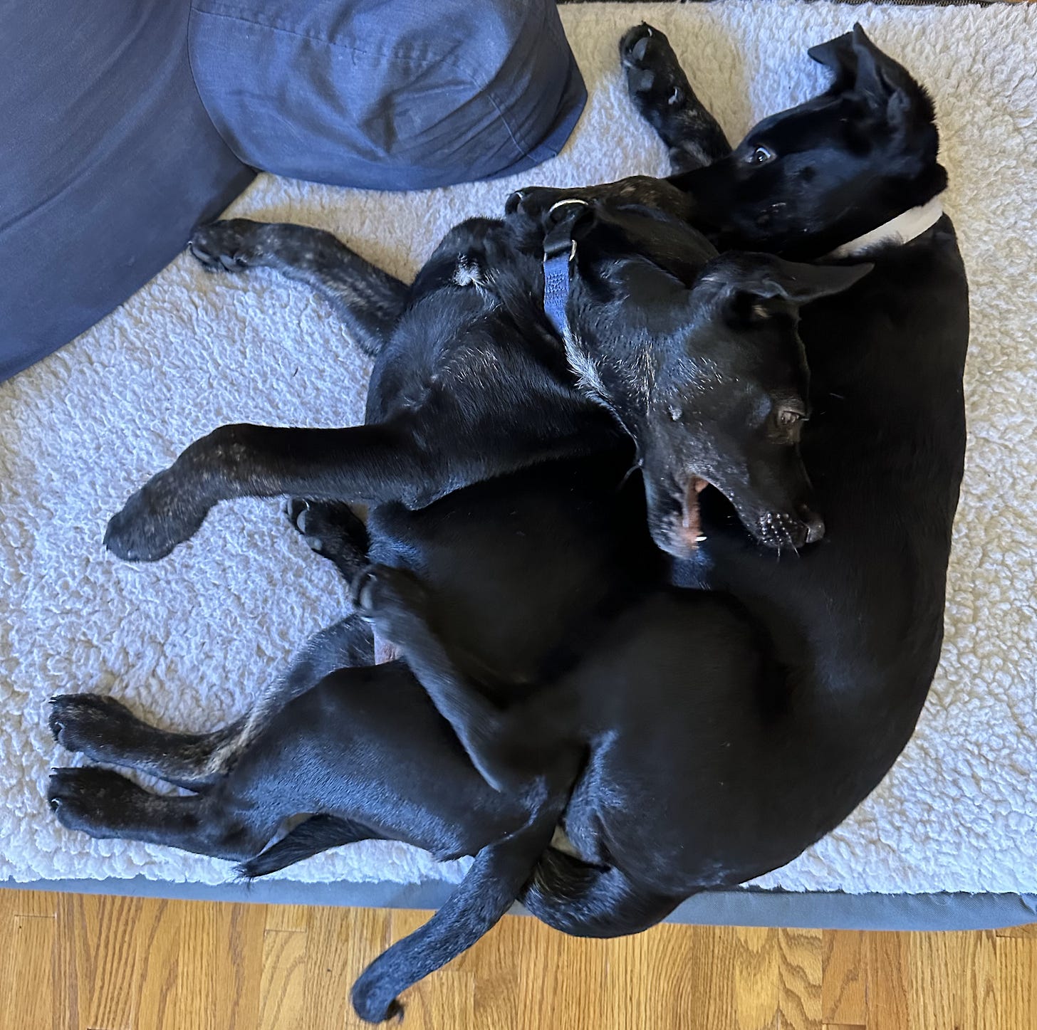 2 black puppies wrestle on a white dog bed