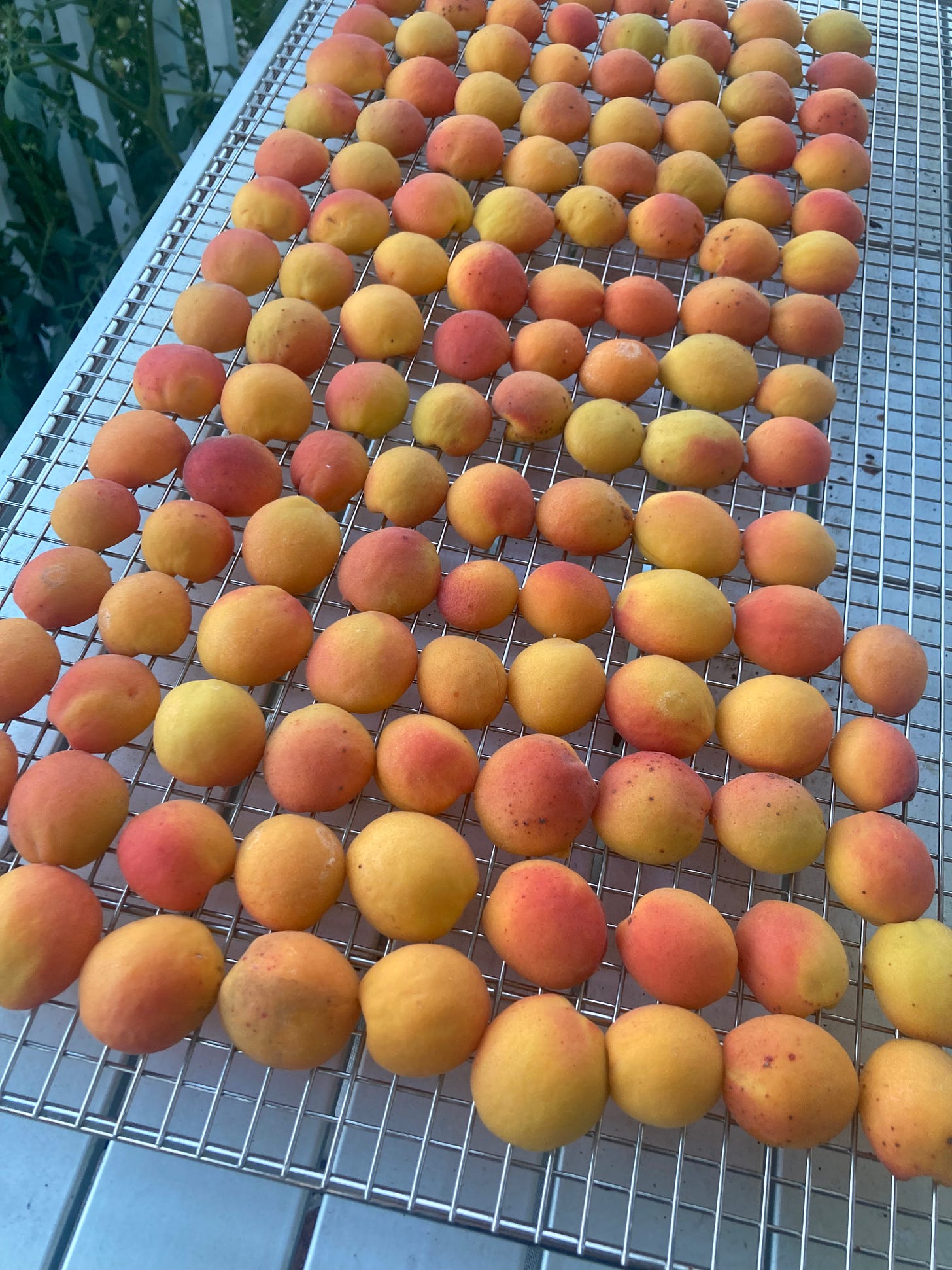 a wire rack on a steel slat table is packed with halved apricots at the start of the sun drying process