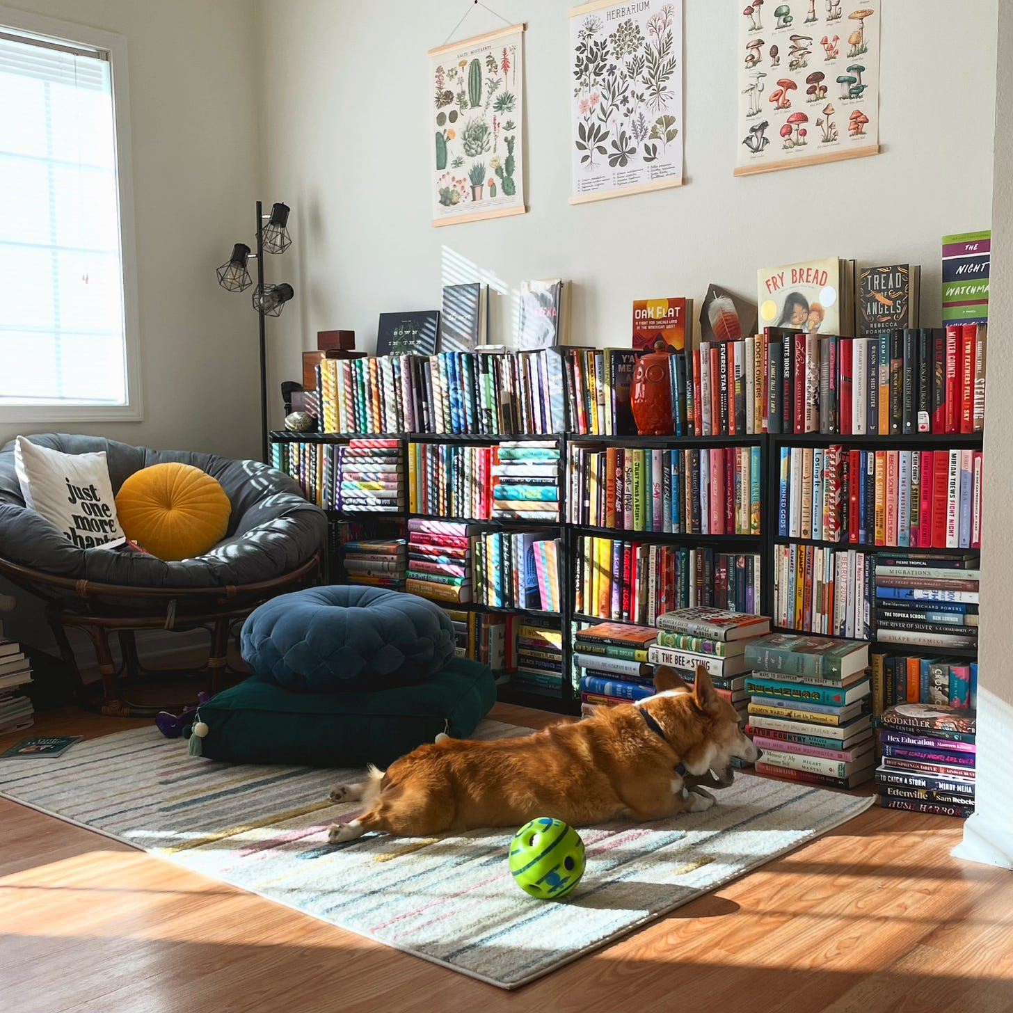 a photo take from the cross the room from the library corner. Dylan, a red and white Pembroke Welsh Corgi, lies on a multi-colored Carpet chewing a toy. His favorite green giggle ball sits beside him. Behind him is a row of bookshelves.