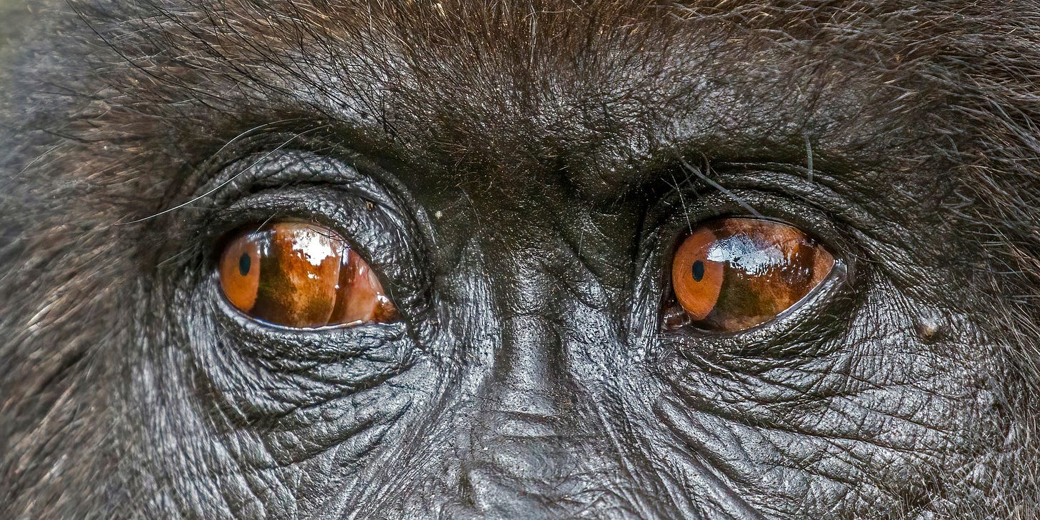 Vivid brown eyes of a mountain gorilla