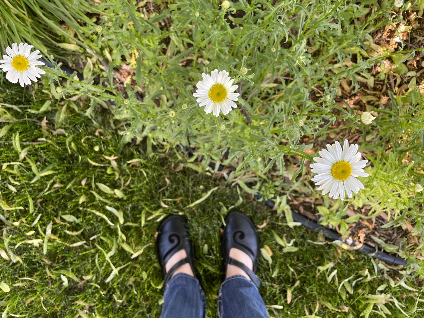Three daisies blooming above my feet wearing a pair of black leather Mary Jane shoes.