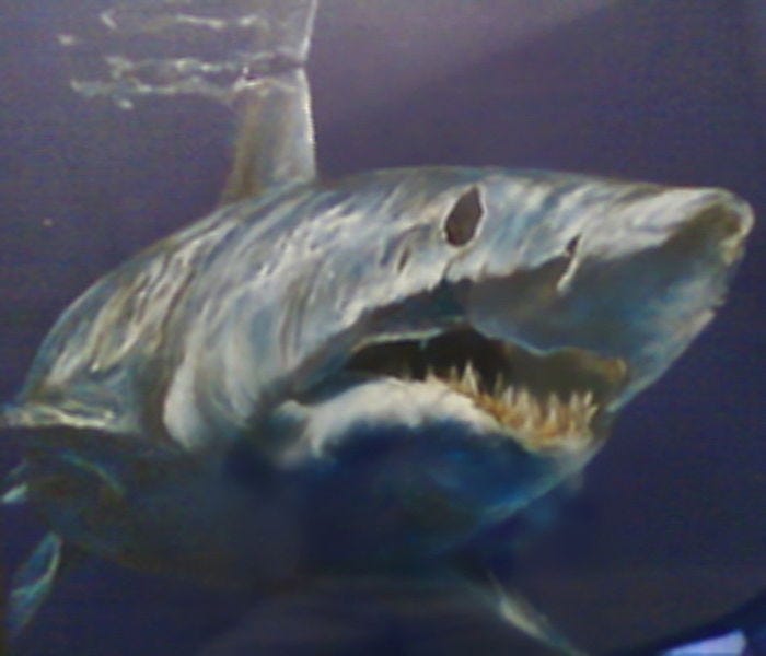 File:Mako shark drawing.jpg File:Mako shark drawing.jpg