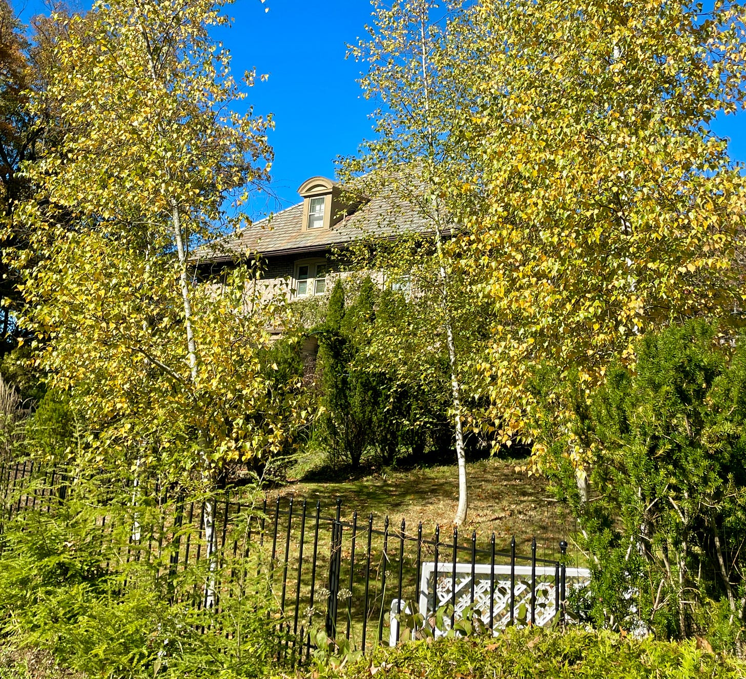 The Birch Walk in my garden at Havenwood