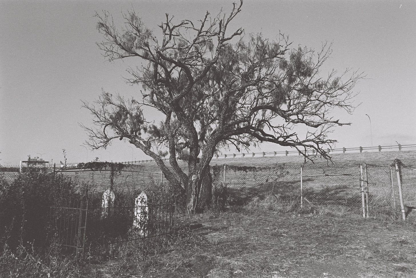 Settler cemetery by the highway with broken old mesquite tree