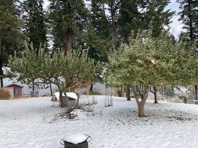 deciduous trees with green leaves still on while there is snow on the ground