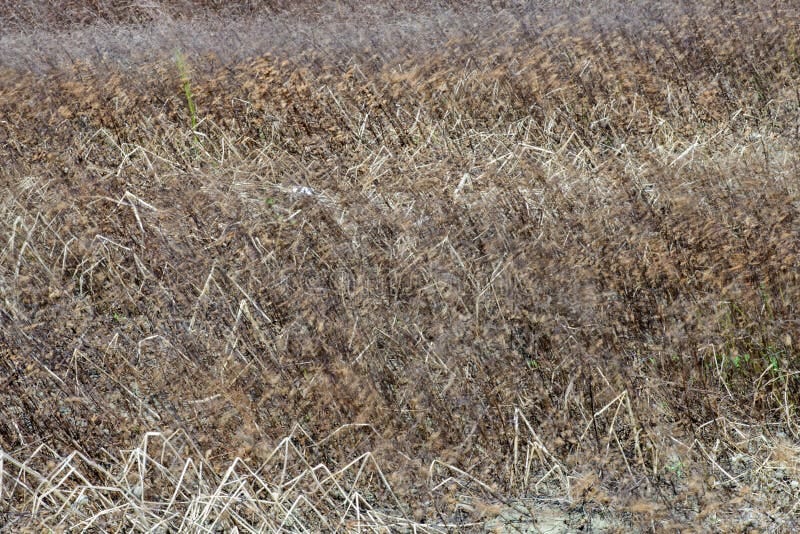 Dry Grassland stock image. Image of nature, autumn, grunge - 94973863