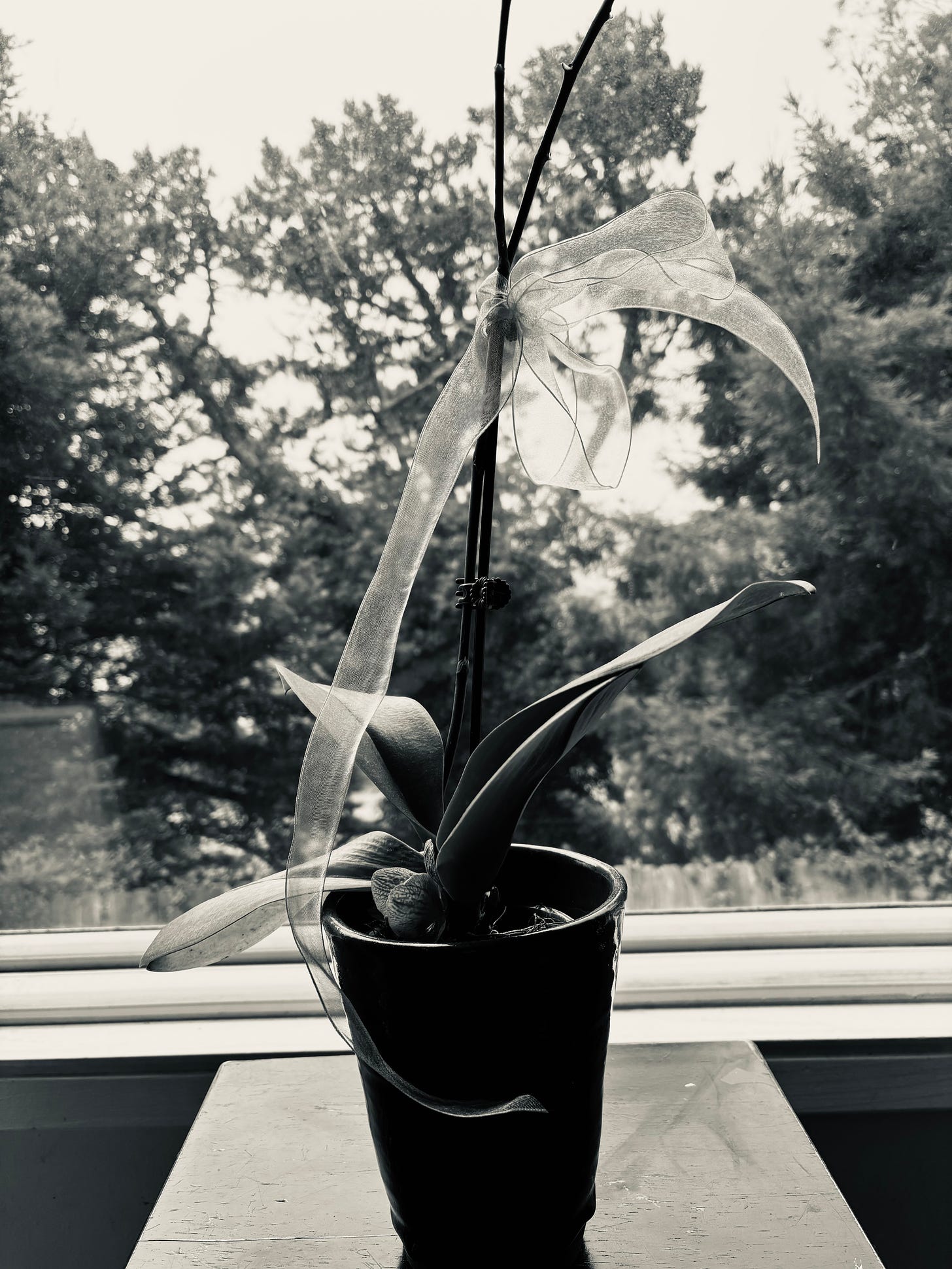 Orchid with no blooms