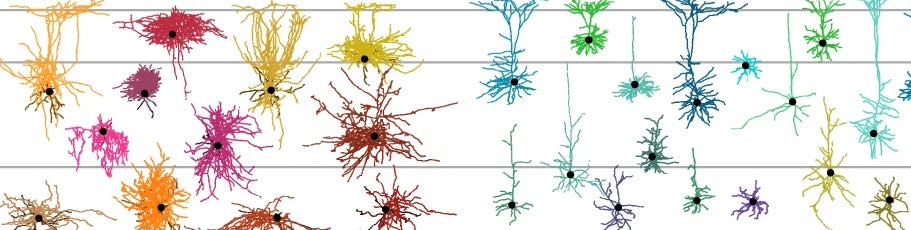 Neurons in different colors and shapes