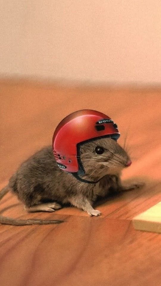 A tiny grey mouse wearing a red helmet.