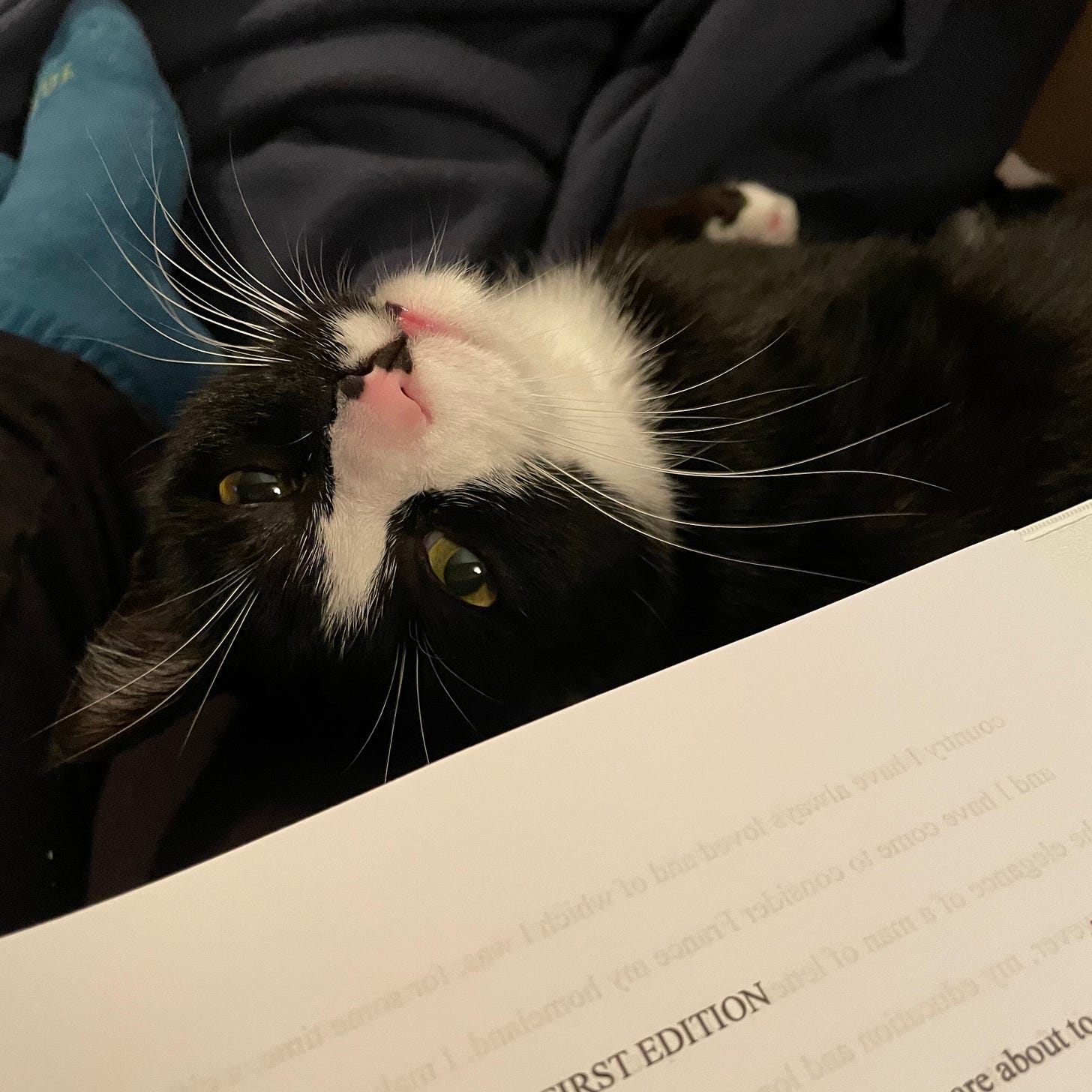 A tuxedo cat sits on the photographer’s lap, on which a manuscript printout is partially visible. The cat looks over his shoulder up at the photographer with adoration.