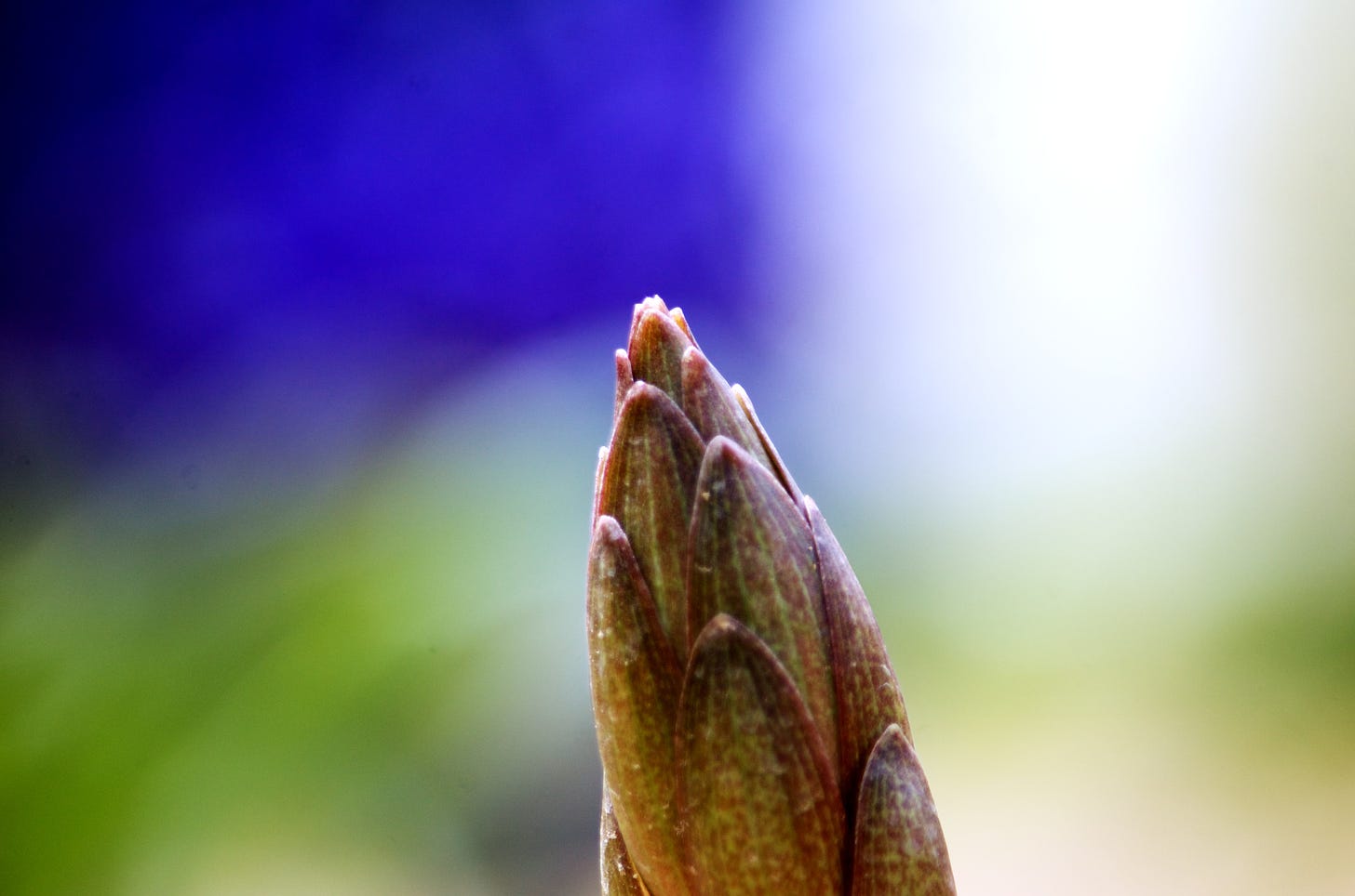 A macro image details a Stargazer Lily bud against a hazy garden background in blue, white, and green.