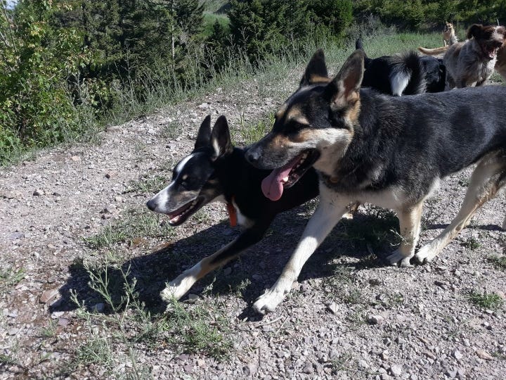 Pack of trotting dogs