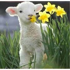 Cute Sheep Sniffing Flowers, Cheap Cute Sheep Sniffing Flowers