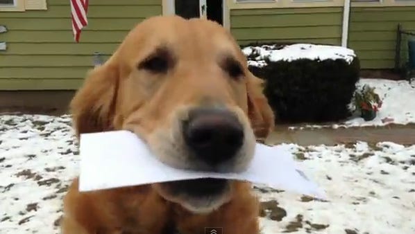 Dog retrieving mail 'best part' of mailman's day [Viral Video] | FOX8 WGHP