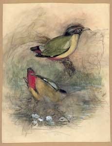 Rough pencil and chalk sketch of Pitta concinna by John Gould