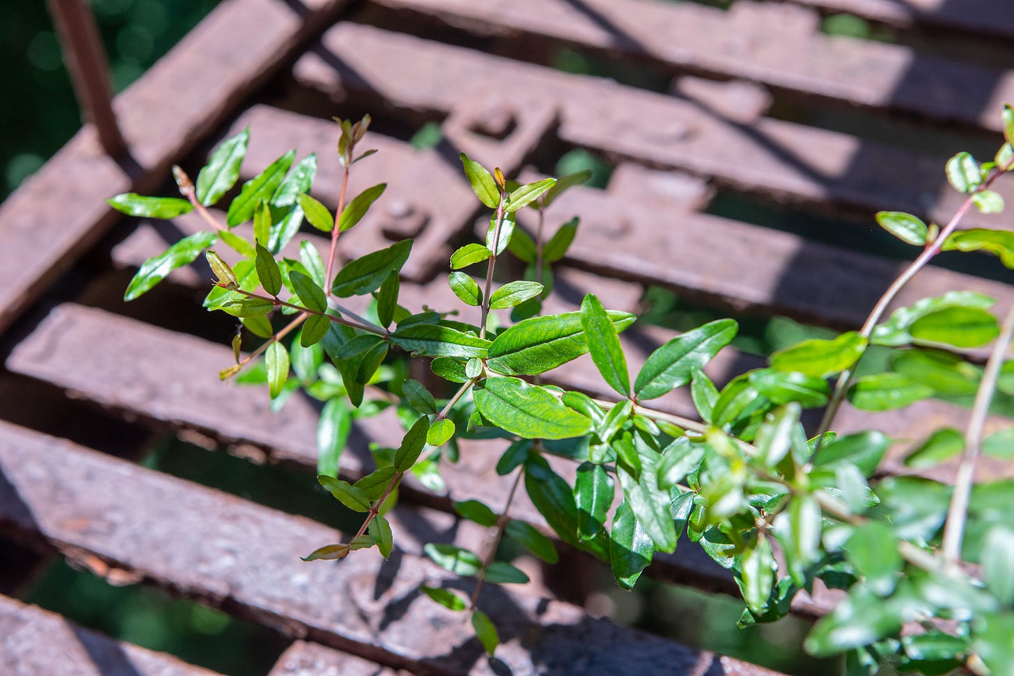 ID: Elongated pomegranate branch