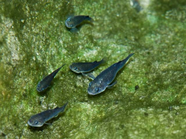 Devils Hole pupfish population rebounding | KLAS