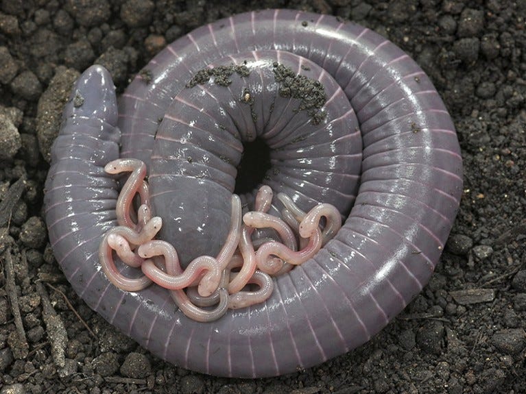 A ringed caecilian amphibian with newborn babies.