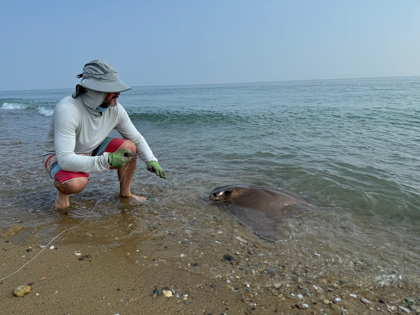 Jesse McEntee bringing in the stingray onto the beach