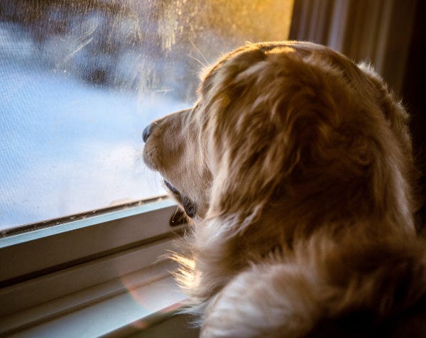 A golden retriever sits inside looking out a window at a snowy yard (image credit: Elisa Kennemer, Unsplash)