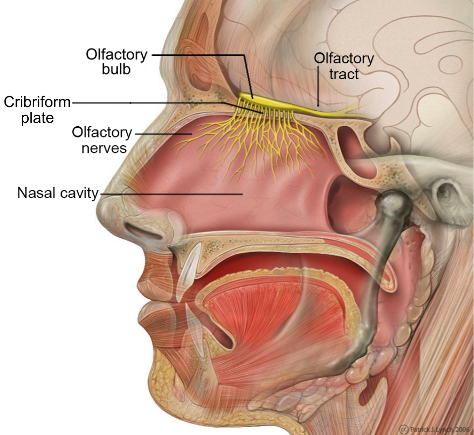 Components of the olfactory system