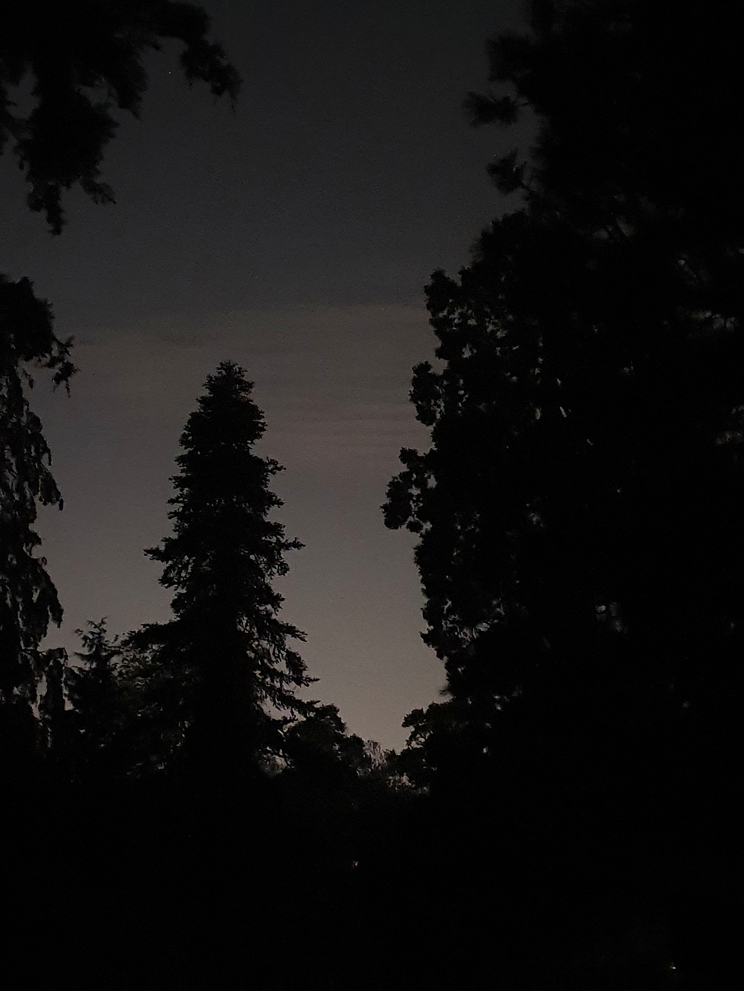 A photo of the night sky seen through a break in the trees