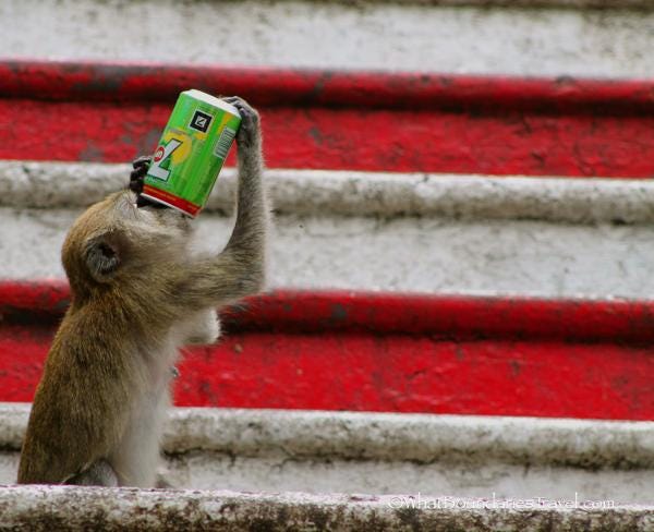 Batu Cave Monkeys - Tips to Avoid Mishaps