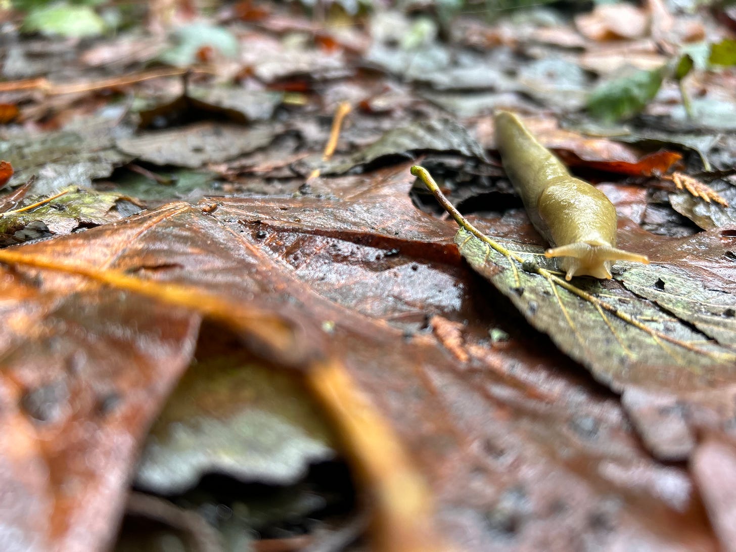 A close-up of a yellow banana slug sliding along a wet leave-covered forest floor