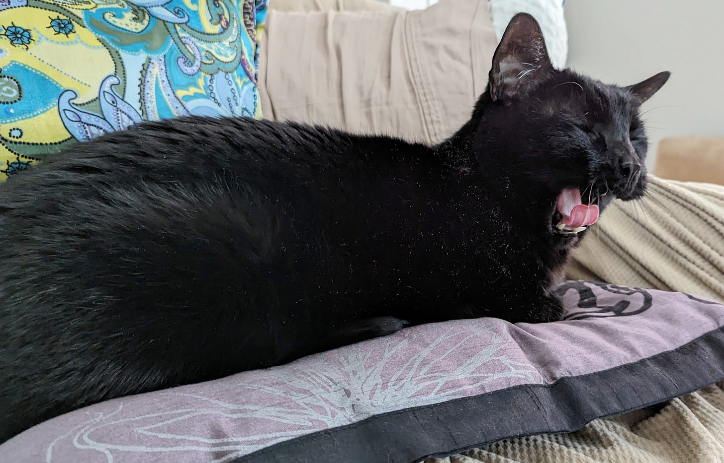 A black cat, stretched out on a purple pillow, yawns widely, showing off his pink tongue.