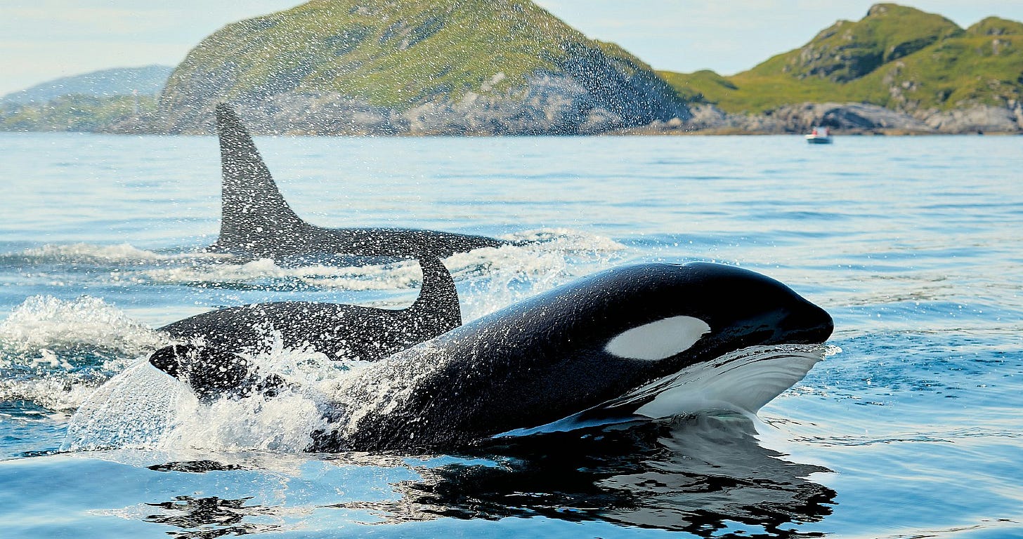 close up of killer whales swimming close up of killer whales swimming