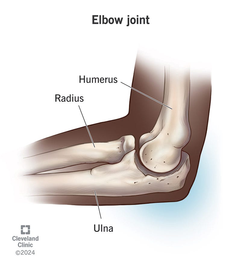 Elbow Joint: Anatomy, Function & Common Conditions