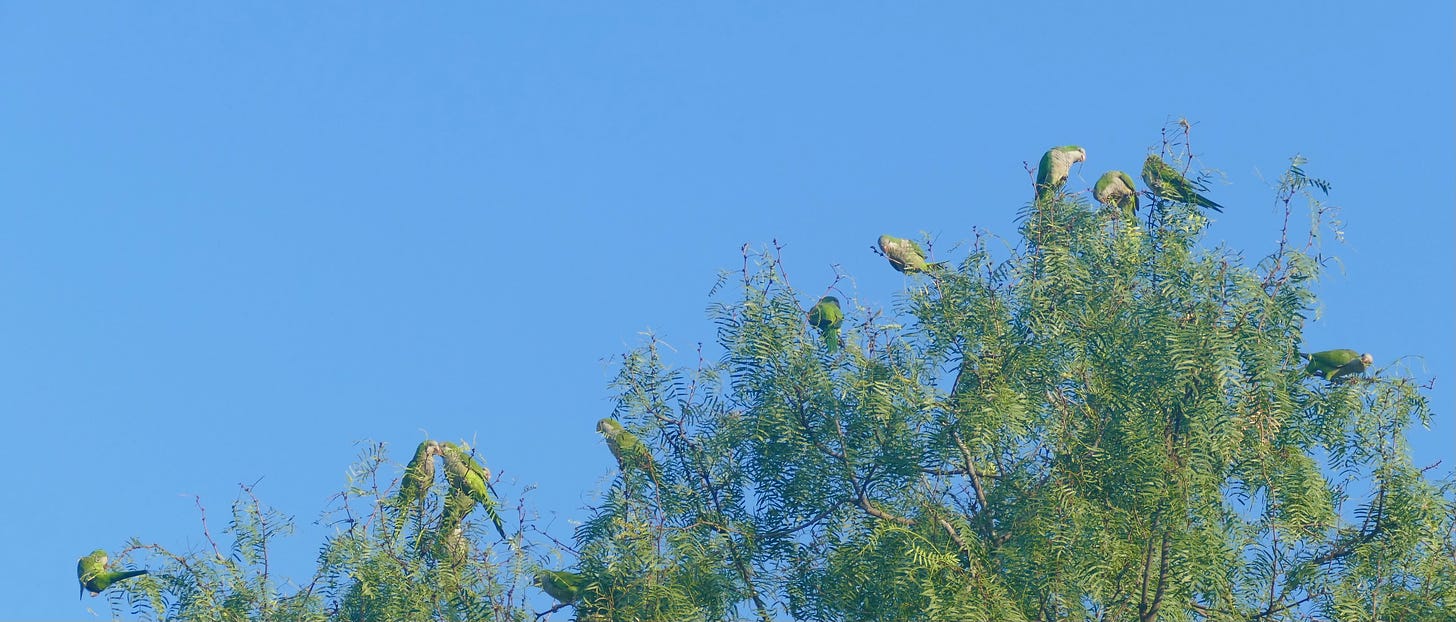 Monk parakeets foraging in a mesquite tree