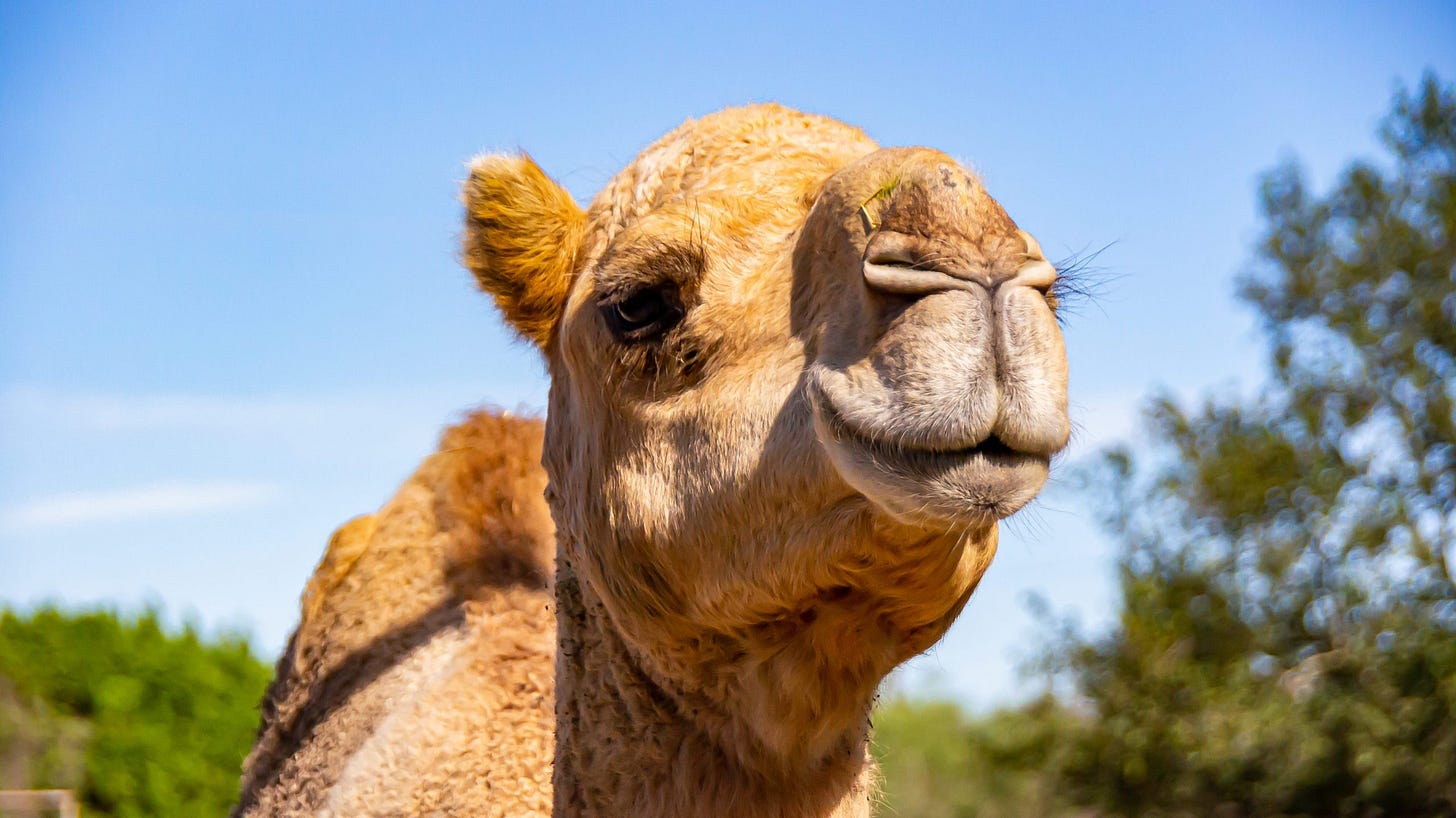 Dromedary Camel - Zoo & Snake Farm New Braunfels