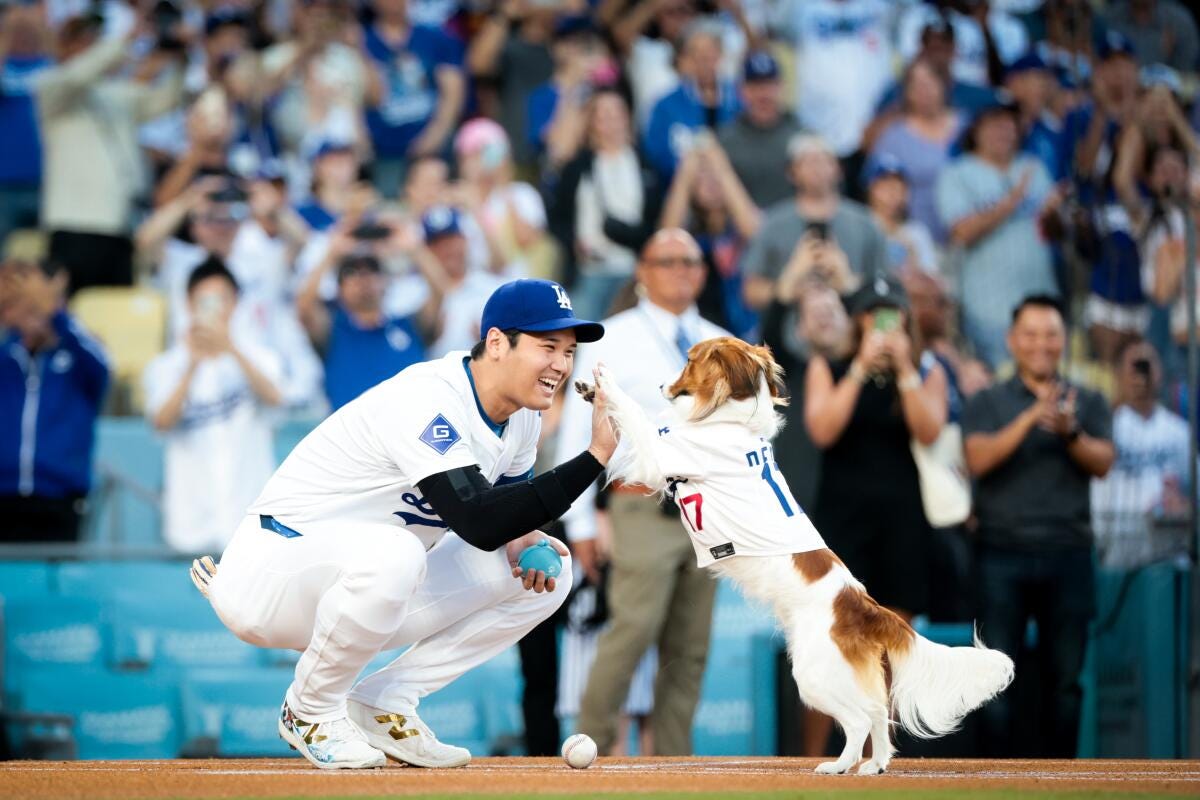 Watch Shohei Ohtani's dog, Decoy, throw out Dodgers' first pitch - Los  Angeles Times