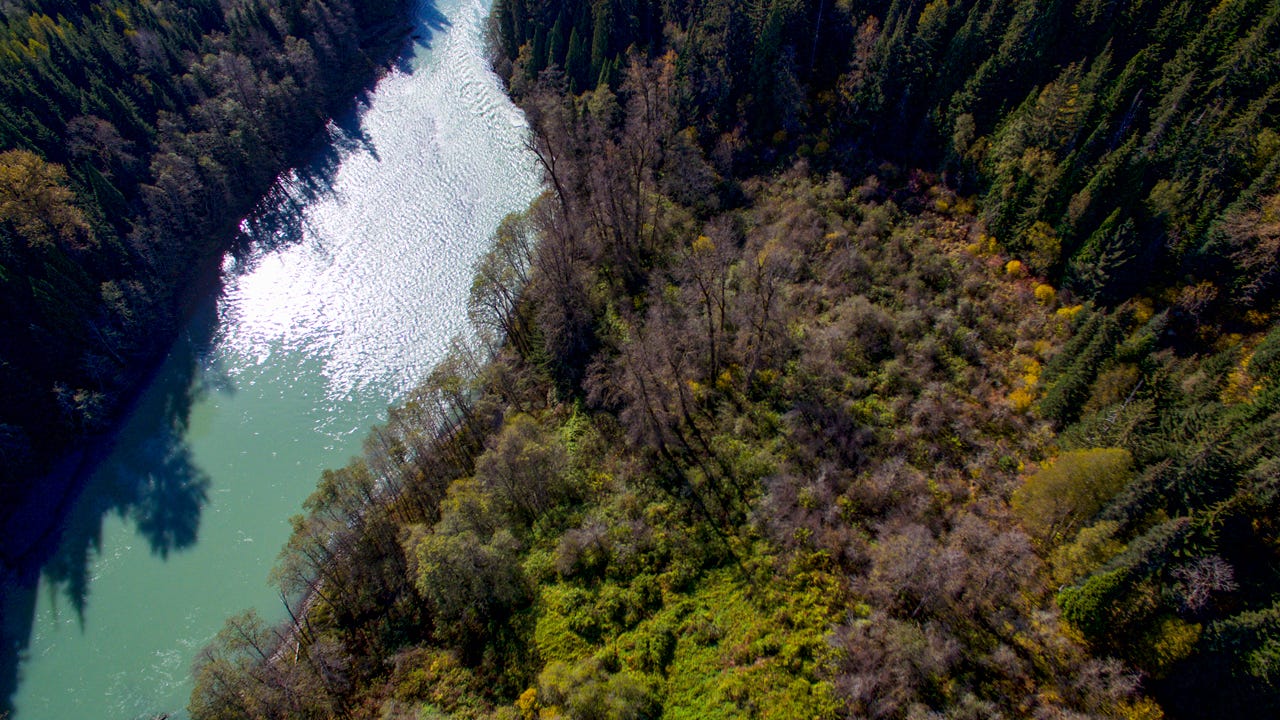 aerial view of a forest garden next to a river