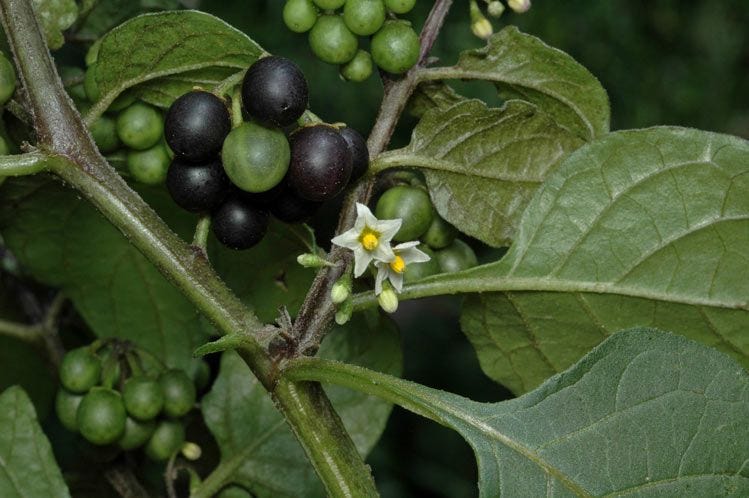 Solanum nigrum [matte berries - ATLAS - M. Fagg, 2010].jpeg