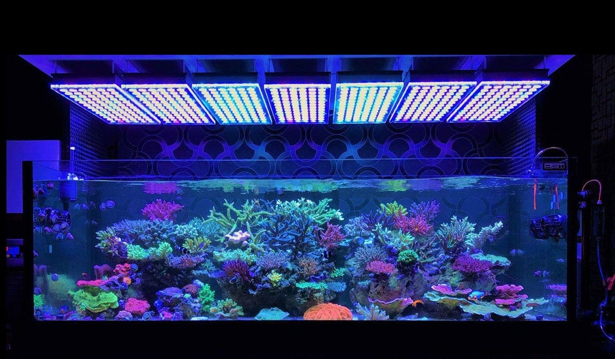 Aquarium lighting - how to choose the best light - Aquadecor