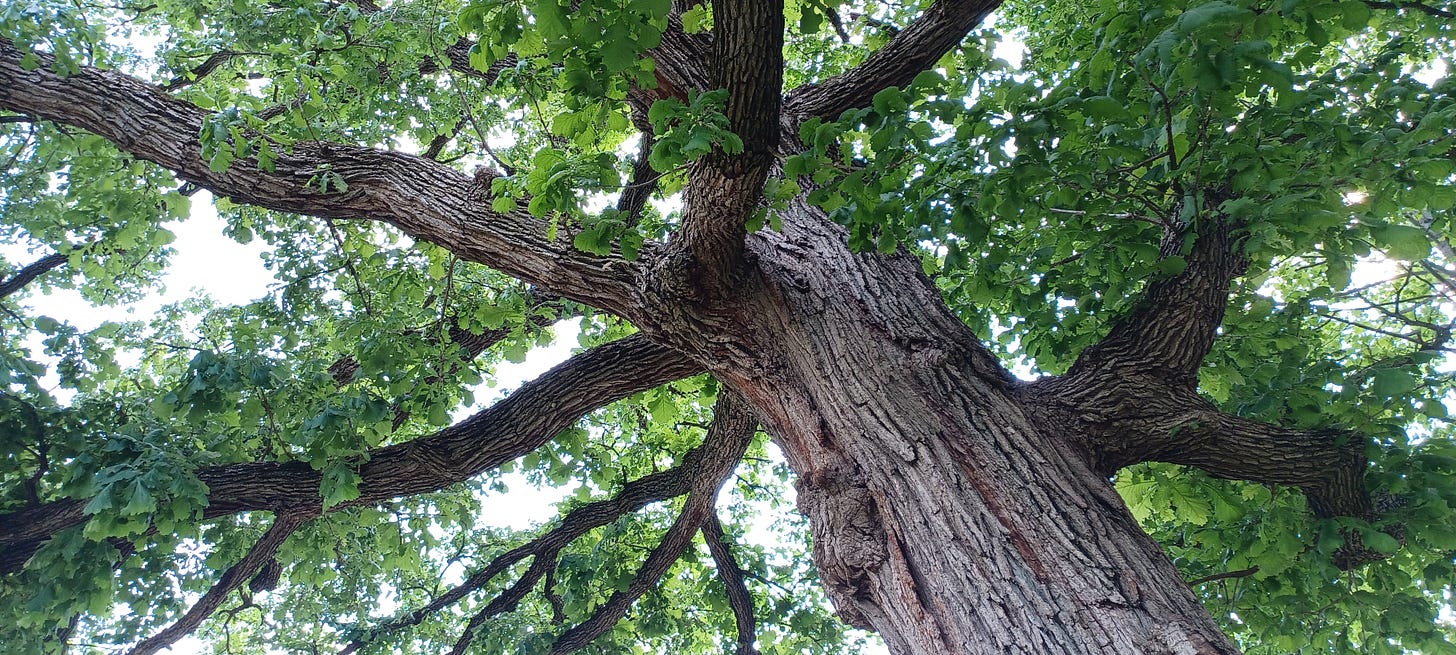 Looking up into branches of a tree with green leaves.