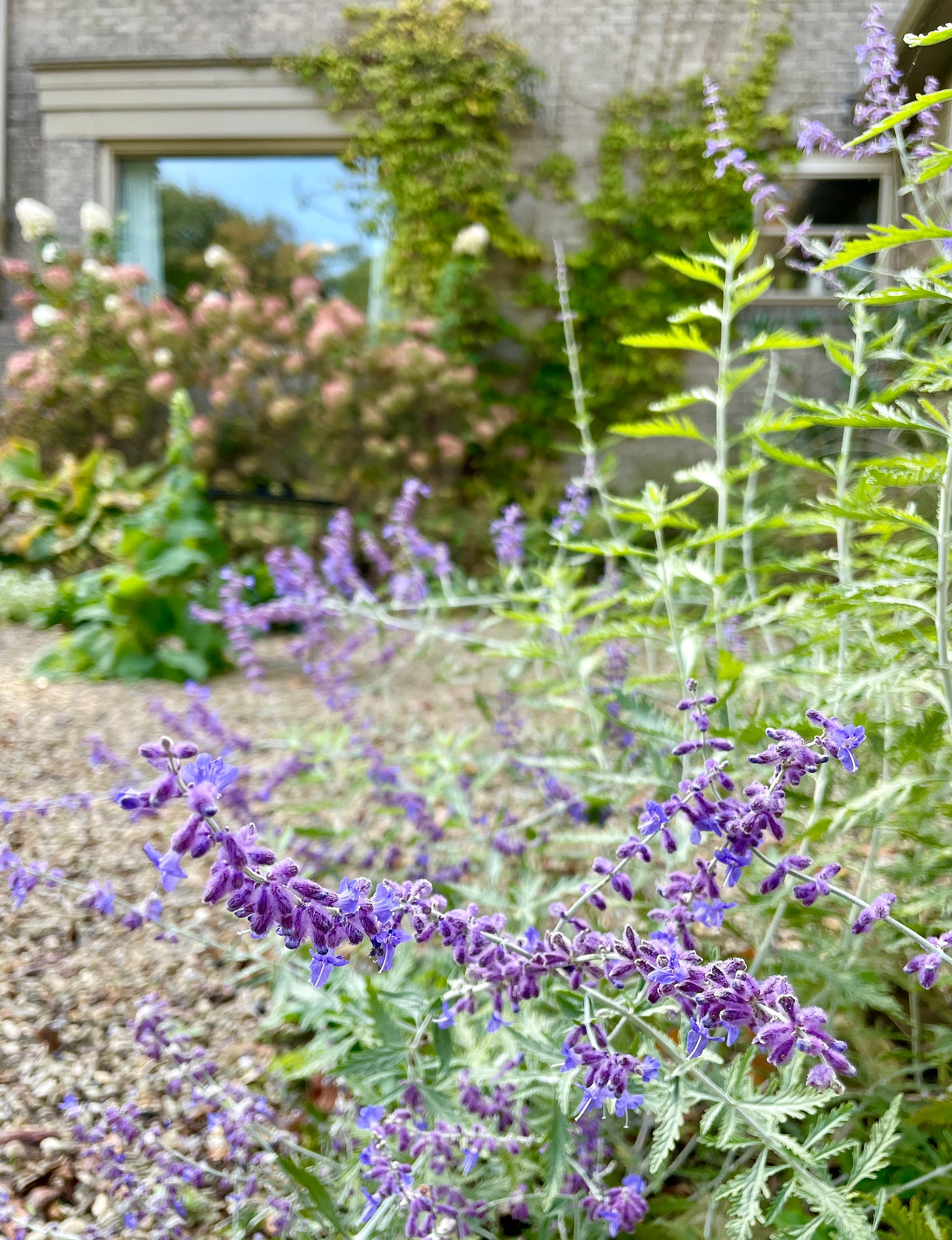 This October, the Bird Garden has some beautiful blue Russian Sage, Salvia yangii.