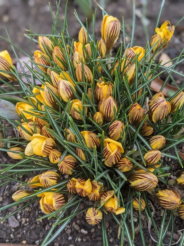 SnackySays Spring Flowers