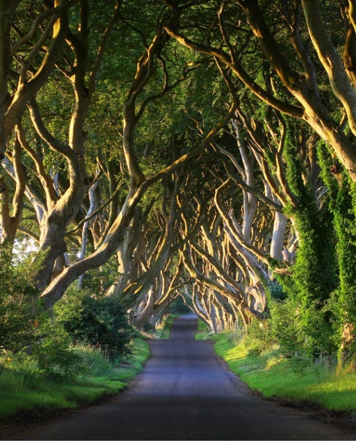 May be an image of nature and road